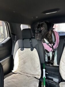 Black Labrador Retriever Mix