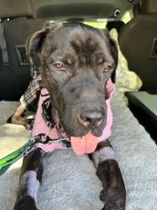 Black Labrador Retriever Mix