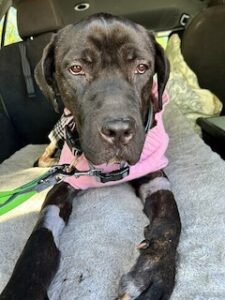 Black Labrador Retriever Mix