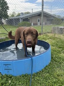 Chocolate Labrador Retriever Mix