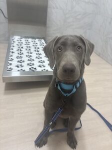 Silver Labrador Retriever