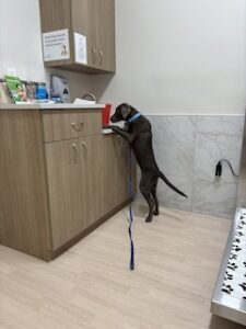 Silver Labrador Retriever