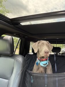 Silver Labrador Retriever