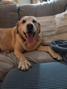 King #4 Yellow Labrador Retriever Male 9 Years Old ID#2984