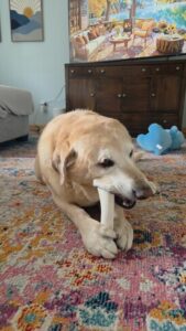 King #4 Yellow Labrador Retriever Male 9 Years Old ID#2984