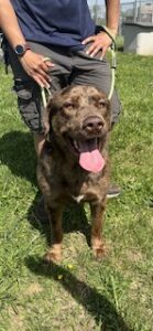 Chocolate Merle Labrador Retriever Mix