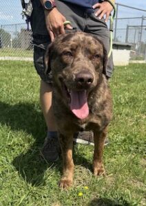 Chocolate Merle Labrador Retriever Mix