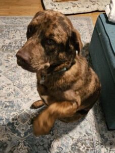 Chocolate Labrador Retriever mix