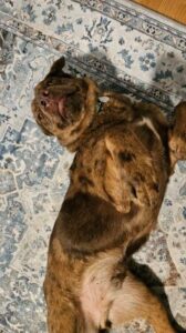 Chocolate Labrador Retriever mix