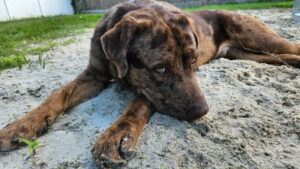 Chocolate Merle Labrador Retriever Mix
