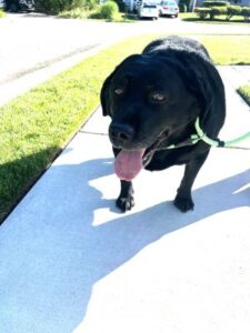 Black Labrador Retriever
