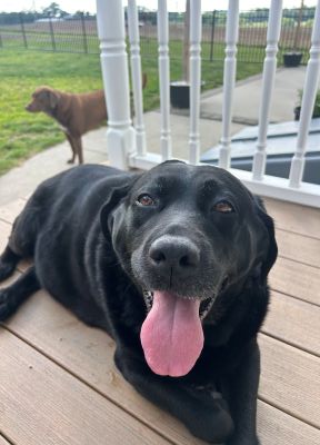 Black Labrador Retriever