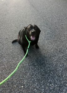 Black Labrador Retriever
