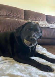 Black Labrador Retriever