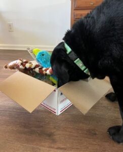 Black Labrador Retriever