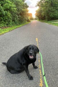 Black Labrador Retriever