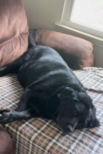 Black Labrador Retriever