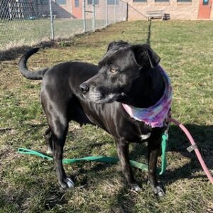 Black Labrador Retriever