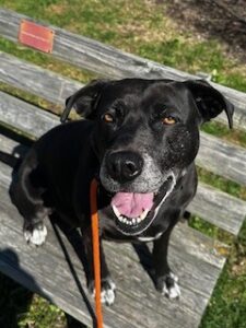 Black Labrador Retriever