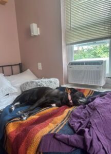 Labrador Retriever Mix