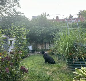 Labrador Retriever Mix