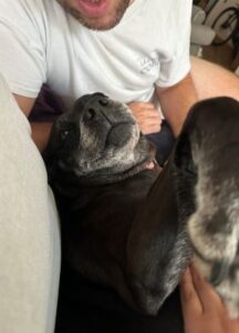 Labrador Retriever Mix