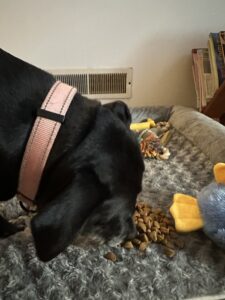 Labrador Retriever Mix