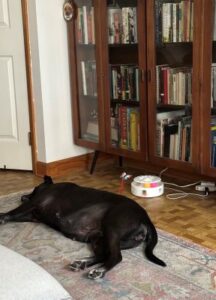 Black Labrador Retriever Mix