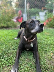 Black Labrador Retriever Mix