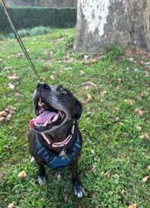 Black Labrador Retriever Mix