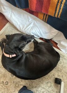 Black Labrador Retriever Mix