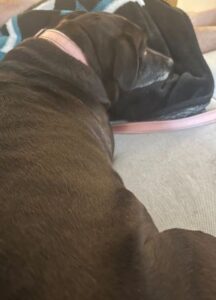 Black Labrador Retriever Mix