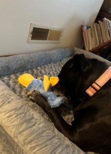 Labrador Retriever Mix