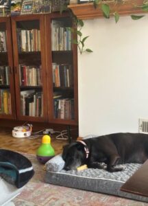 Labrador Retriever Mix