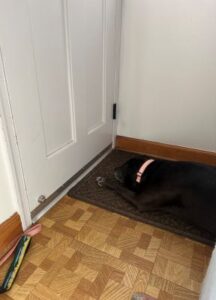 Labrador Retriever Mix