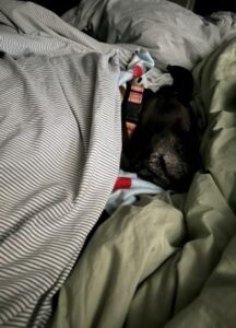 Black Labrador Retriever Mix