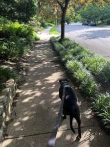 Black Labrador Retriever Mix