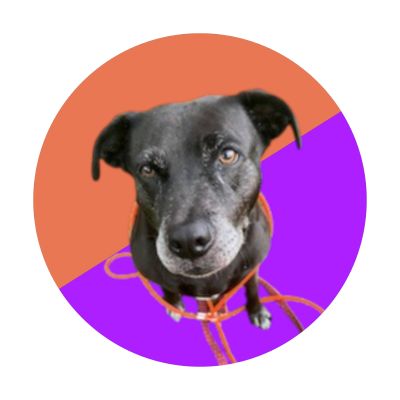 Black Labrador Mix
