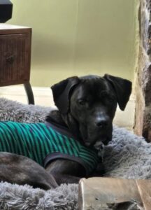 black labrador retriever mix