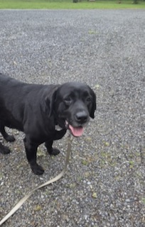 Black Labrador Retriever