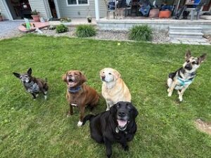 Black Labrador Retriever