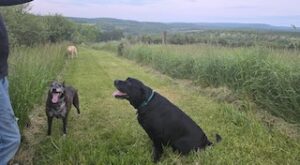 Black Labrador Retriever
