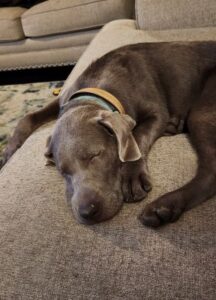 Chocolate Labrador Retriever