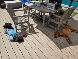 Black Labrador Retriever mix