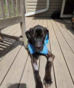 Black Labrador Retriever mix