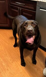Chocolate Labrador Retriever