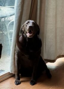 Chocolate Labrador Retriever