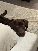 Chocolate Labrador Retriever
