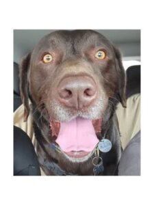 Chocolate Labrador Retriever