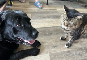 black labrador retriever 